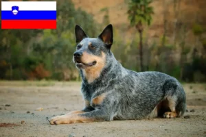 Lire la suite à propos de l’article Éleveurs de chiens de race Australian Cattle Dog et chiots en Slovénie