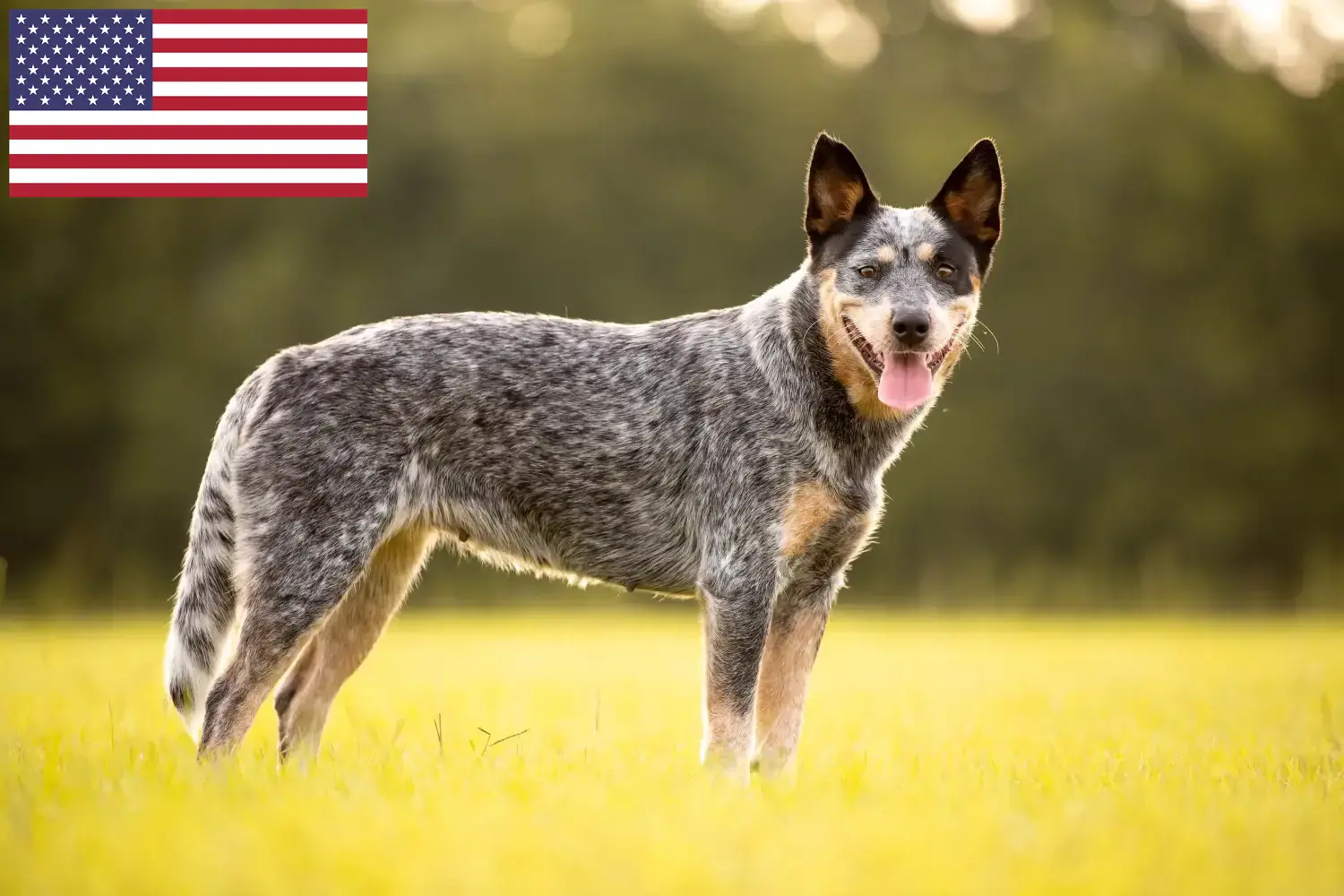 Australian Cattle Dog chiots et éleveurs USA Ici, tu trouveras des éleveurs d'Australian Cattle Dogs aux Etats-Unis.