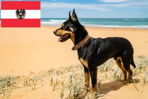Lire la suite à propos de l’article Éleveurs de Kelpies australiens et chiots en Autriche
