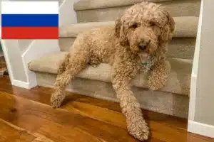 Lire la suite à propos de l’article Éleveurs de Labradoodle australien et chiots en Russie