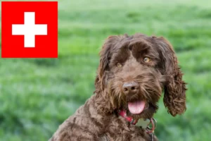 Lire la suite à propos de l’article Éleveurs de Labradoodle australien et chiots en Suisse