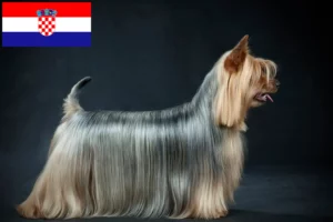 Lire la suite à propos de l’article Australian Silky Terrier éleveurs et chiots en Croatie