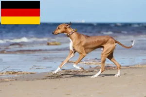Lire la suite à propos de l’article Éleveurs d’Azawakh et chiots en France