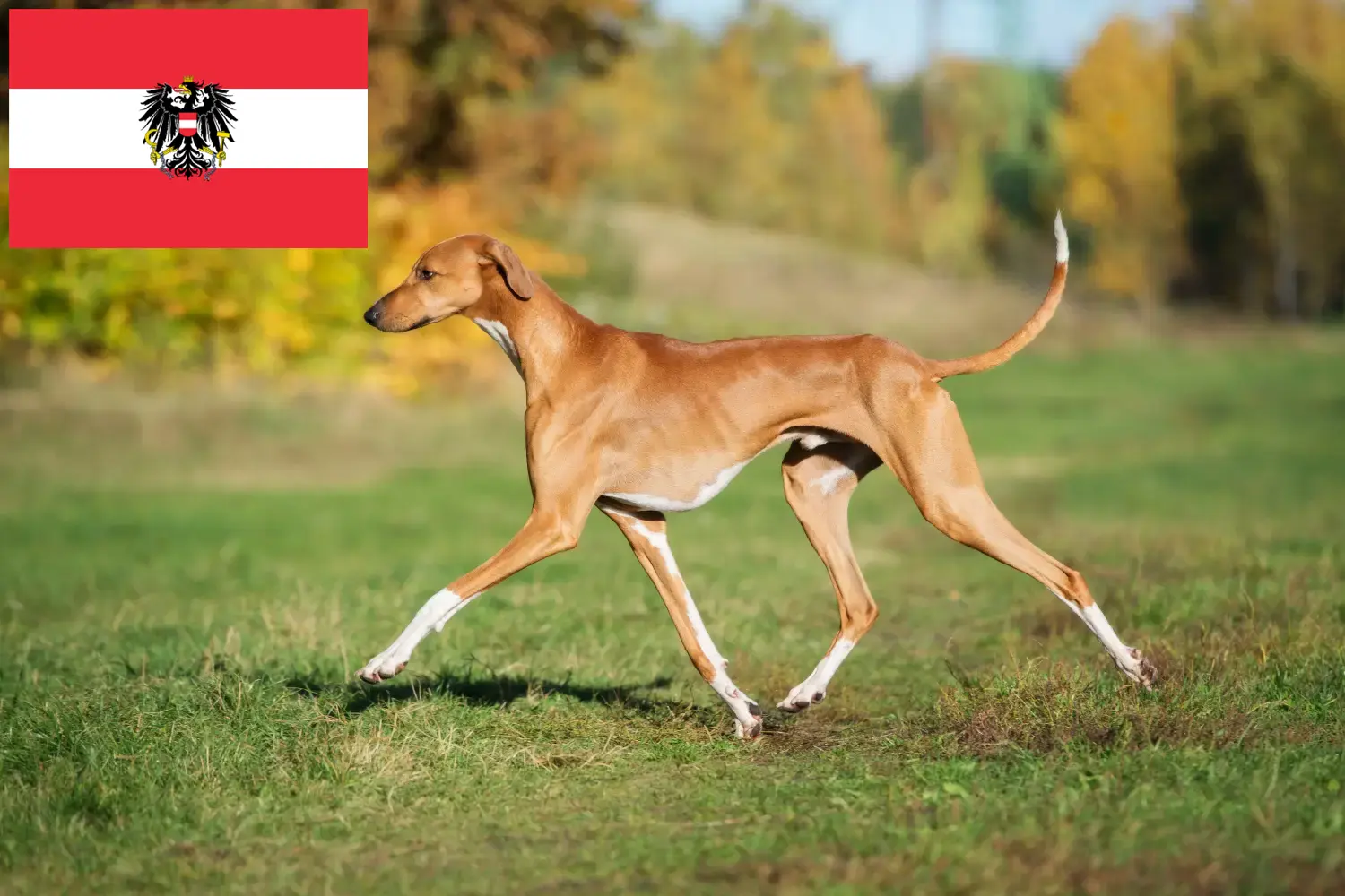 Azawakh chiots et éleveurs Autriche Ici, tu trouveras des éleveurs d'Azawakhs en Autriche.