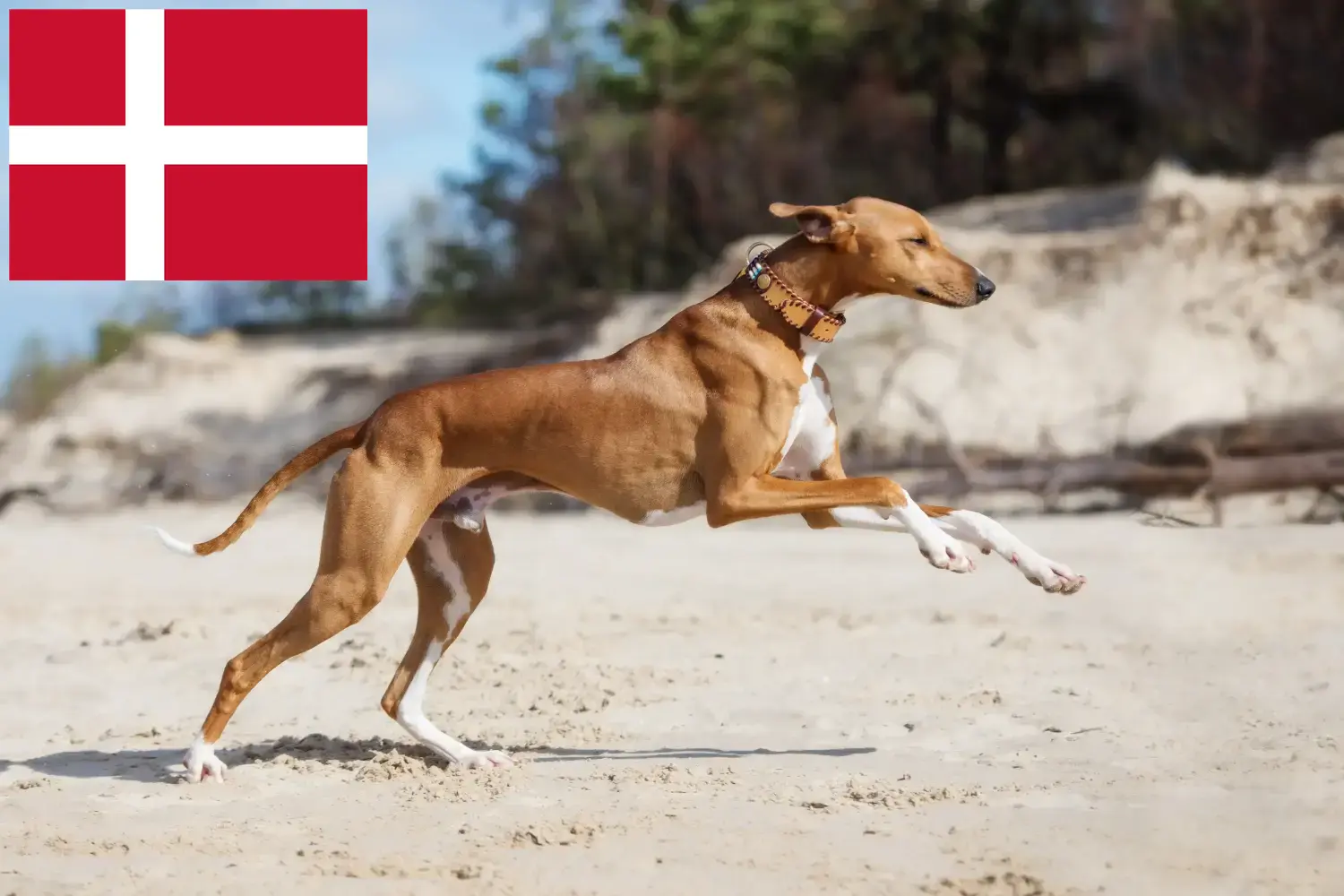 Azawakh chiots et éleveurs Danemark Ici tu trouves des éleveurs d'Azawakhs au Danemark.