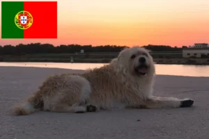 Lire la suite à propos de l’article Barbado da Terceira Éleveurs et chiots au Portugal