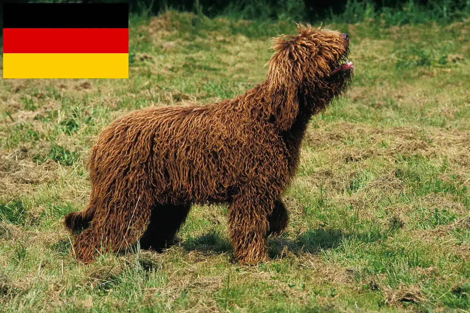 Barbet chiots et éleveurs Allemagne Ici, tu trouveras des éleveurs de barbets en Allemagne.