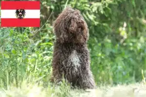 Lire la suite à propos de l’article Éleveurs de barbets et chiots en Autriche