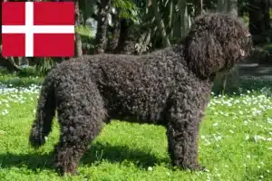 Lire la suite à propos de l’article Éleveurs de barbets et chiots au Danemark