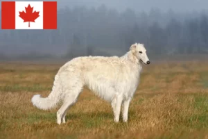 Lire la suite à propos de l’article Éleveurs de Barsoi et chiots au Canada