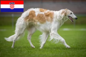 Lire la suite à propos de l’article Éleveurs de Barsoi et chiots en Croatie