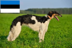 Lire la suite à propos de l’article Éleveurs de Barsoi et chiots en Estonie