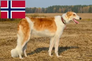 Lire la suite à propos de l’article Éleveurs de Barsoi et chiots en Norvège