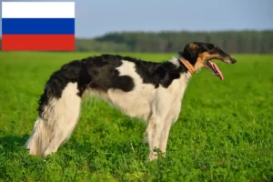 Lire la suite à propos de l’article Éleveurs de Barsoi et chiots en Russie
