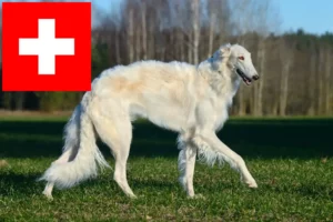 Lire la suite à propos de l’article Éleveurs de Barsoi et chiots en Suisse