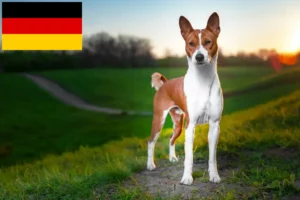 Lire la suite à propos de l’article Éleveurs de Basenji et chiots en Allemagne