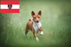 Lire la suite à propos de l’article Éleveurs de Basenji et chiots en Autriche