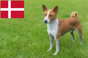 Lire la suite à propos de l’article Éleveurs de Basenji et chiots au Danemark