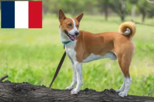 Lire la suite à propos de l’article Éleveurs de Basenji et chiots en France