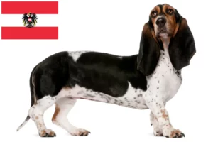 Lire la suite à propos de l’article Basset Artésien Normand Éleveurs et chiots en Autriche