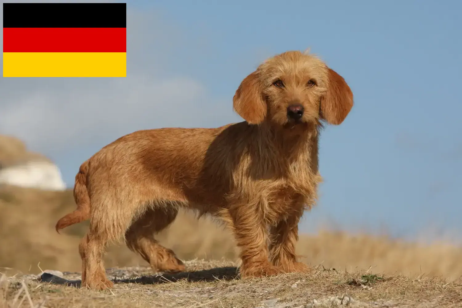 Basset fauve de Bretagne chiots et éleveurs Allemagne Ici vous trouverez des éleveurs de Basset fauve de Bretagne en France.