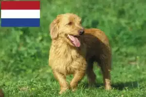Lire la suite à propos de l’article Basset fauve de Bretagne éleveurs et chiots aux Pays-Bas
