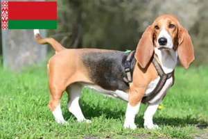 Lire la suite à propos de l’article Basset Hound éleveurs et chiots en Biélorussie