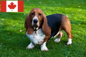 Lire la suite à propos de l’article Éleveurs de bassets et chiots au Canada