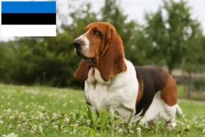 Lire la suite à propos de l’article Éleveurs de bassets et chiots en Estonie