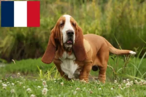Lire la suite à propos de l’article Basset Hound éleveurs et chiots en France