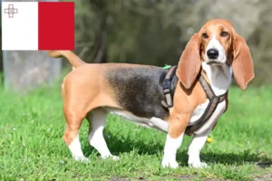 Lire la suite à propos de l’article Éleveurs de bassets et chiots à Malte