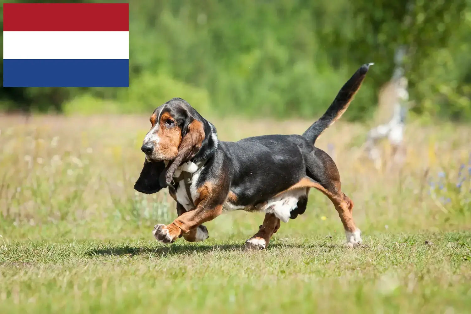 Basset Hound chiots et éleveurs Pays-Bas Ici, tu trouveras des éleveurs de Basset Hounds aux Pays-Bas.