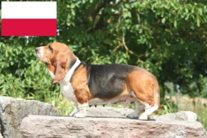 Lire la suite à propos de l’article Basset Hound éleveurs et chiots en Pologne