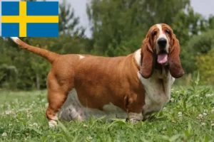 Lire la suite à propos de l’article Éleveurs de bassets et chiots en Suède