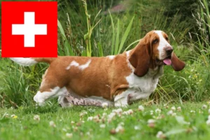 Lire la suite à propos de l’article Basset Hound éleveurs et chiots en Suisse