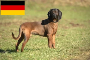 Lire la suite à propos de l’article Chien de montagne bavarois éleveurs et chiots en Allemagne