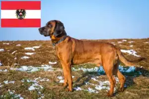 Lire la suite à propos de l’article Chien de montagne bavarois éleveurs et chiots en Autriche