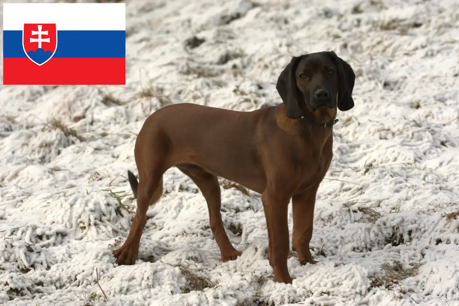 Chien de montagne bavarois chiots et éleveurs Slovaquie Ici, tu trouveras des éleveurs de chiens de montagne bavarois en Slovaquie.