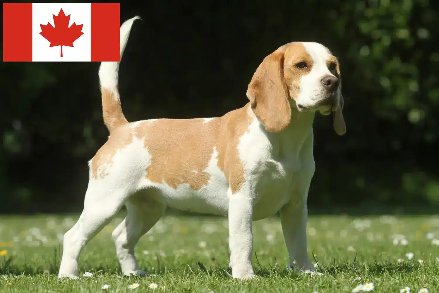 Beagle chiots et éleveurs Canada Ici, tu trouveras des éleveurs de beagles au Canada.