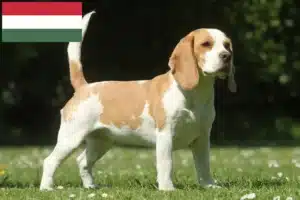 Lire la suite à propos de l’article Éleveurs de beagles et chiots en Hongrie