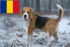 Lire la suite à propos de l’article Éleveurs de beagles et chiots en Roumanie