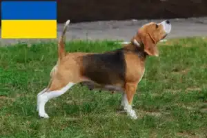 Lire la suite à propos de l’article Éleveurs de beagles et chiots en Ukraine