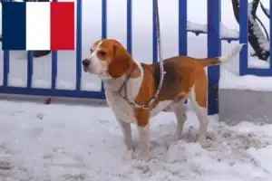 Lire la suite à propos de l’article Eleveurs de Beagle Harrier et chiots en France