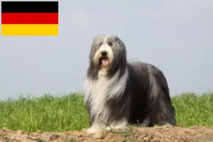 Lire la suite à propos de l’article Éleveurs de Bearded Collie et chiots en Allemagne