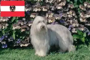 Lire la suite à propos de l’article Éleveurs de Bearded Collie et chiots en Autriche