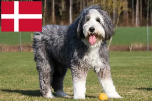 Lire la suite à propos de l’article Éleveurs de Bearded Collie et chiots au Danemark