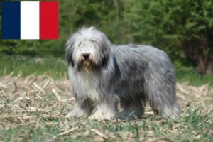 Lire la suite à propos de l’article Éleveurs de Bearded Collie et chiots en France