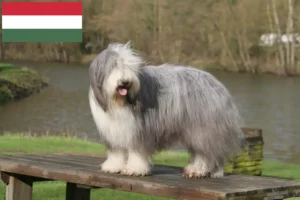 Lire la suite à propos de l’article Éleveurs de Bearded Collie et chiots en Hongrie