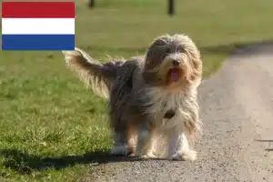 Lire la suite à propos de l’article Éleveurs de Bearded Collie et chiots aux Pays-Bas