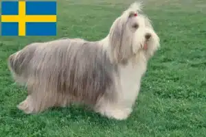 Lire la suite à propos de l’article Éleveurs de Bearded Collie et chiots en Suède